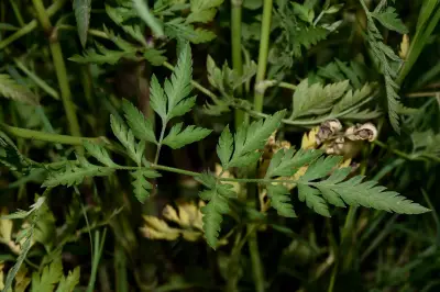 Torilis arvensis (Huds.) Link