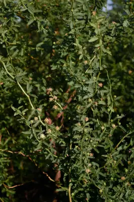 Mimosa ostenii Speg. ex Burkart
