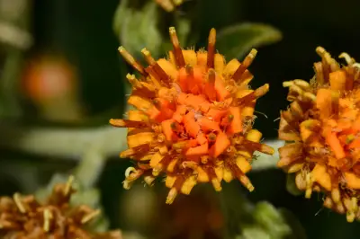 Trixis nobilis (Vell.) Katinas