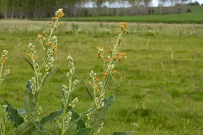 Trixis nobilis (Vell.) Katinas