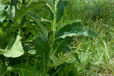 Trixis nobilis (Vell.) Katinas