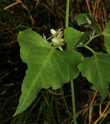 Araujia odorata (Hook. & Arn.) Fontella & Goyder