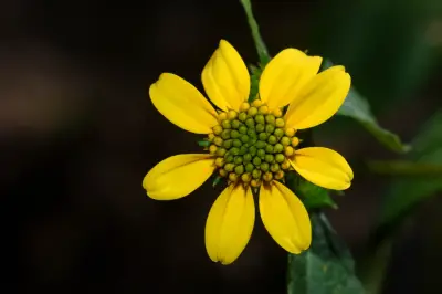 Melanthera latifolia (Gardner) Cabrera