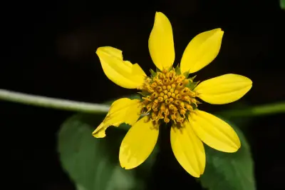 Melanthera latifolia (Gardner) Cabrera