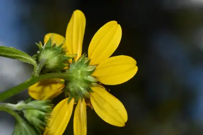 Melanthera latifolia (Gardner) Cabrera