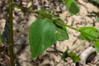 Melanthera latifolia (Gardner) Cabrera