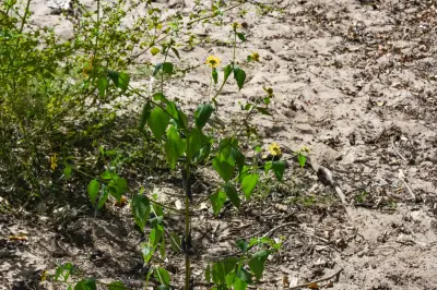 Melanthera latifolia (Gardner) Cabrera