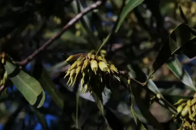 Labatia salicifolia (Spreng.) Mart.