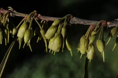 Labatia salicifolia (Spreng.) Mart.