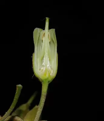 Labatia salicifolia (Spreng.) Mart.