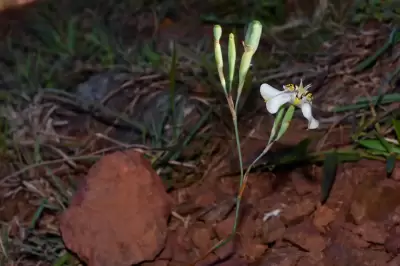Cypella osteniana Beauverd