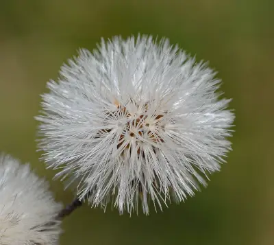 Chrysolaena flexuosa (Sims) H.Rob.