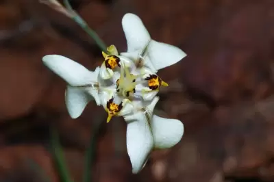 Cypella osteniana Beauverd