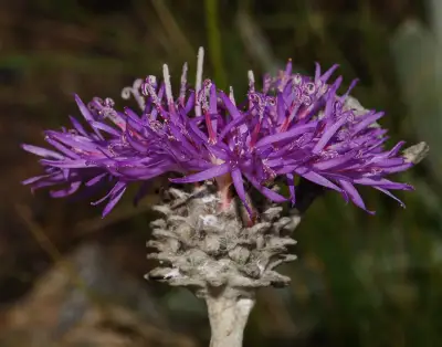 Lessingianthus macrocephalus (Less.) H.Rob.