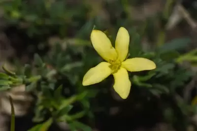 Menodora integrifolia (Cham. & Schltdl.) Steud.