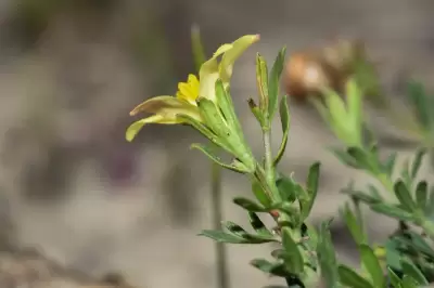 Menodora integrifolia (Cham. & Schltdl.) Steud.