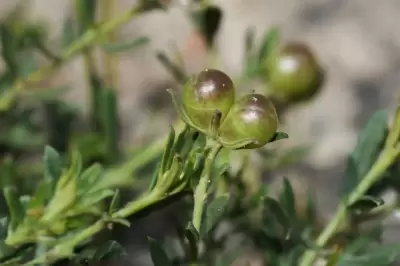 Menodora integrifolia (Cham. & Schltdl.) Steud.