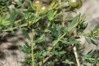 Menodora integrifolia (Cham. & Schltdl.) Steud.
