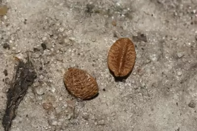 Menodora integrifolia (Cham. & Schltdl.) Steud.