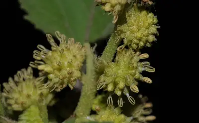 Xanthium strumarium L.