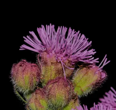 Campuloclinium macrocephalum (Less.) DC.