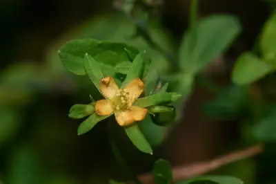 Hypericum mutilum L.