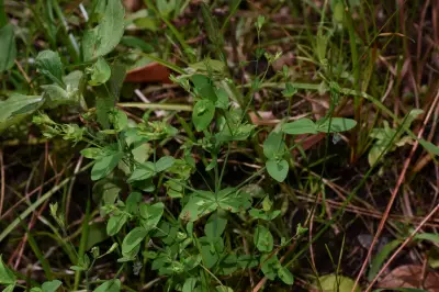 Hypericum mutilum L.