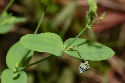 Hypericum mutilum L.