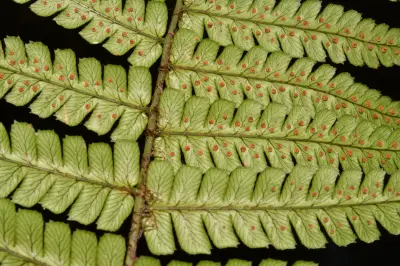 Dryopteris wallichiana (Spreng.) Hyl.