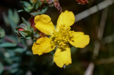 Hypericum polyanthemum Klotzsch ex Reichardt