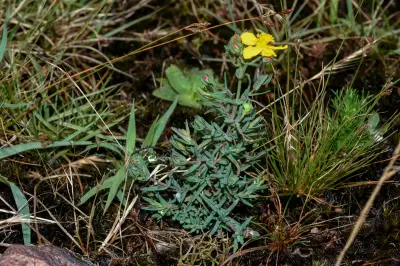 Hypericum polyanthemum Klotzsch ex Reichardt