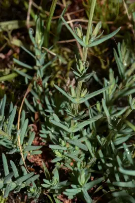Hypericum polyanthemum Klotzsch ex Reichardt
