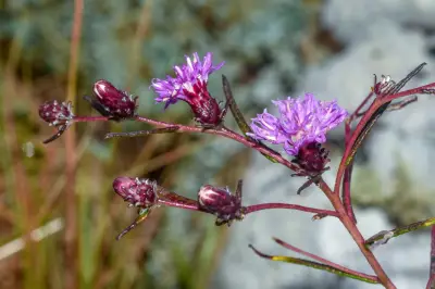 Lessingianthus plantaginodes (Kuntze) H.Rob.