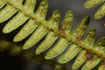 Sticherus lanuginosus (Moric. & Fée) Nakai