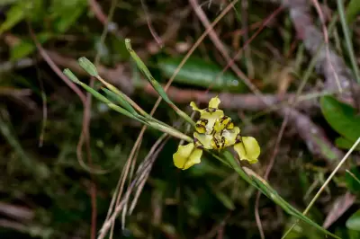Cypella aurinegra subsp. aurinegra
