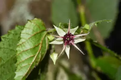 Byttneria urticifolia K.Schum.