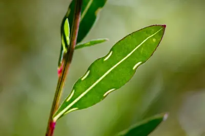 Porophyllum lanceolatum DC.