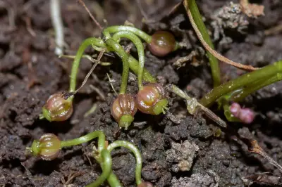Lilaeopsis brasiliensis (Glaz.) Affolter
