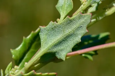 Oxybasis macrosperma subsp. salsa (Phil.) Uotila