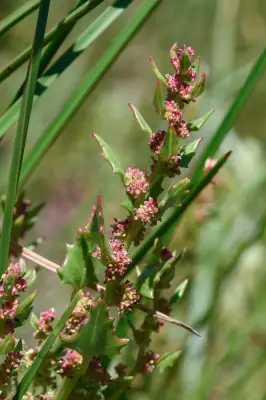 Oxybasis macrosperma subsp. salsa (Phil.) Uotila