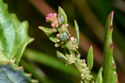 Oxybasis macrosperma subsp. salsa (Phil.) Uotila