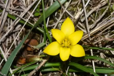 Nothoscordum felipponei Beauverd