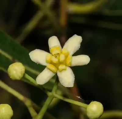 Nectandra falcifolia (Nees) J.A.Castigl. ex Mart.Crov. & Piccinini