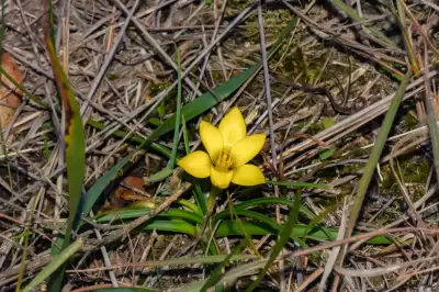 Nothoscordum felipponei Beauverd