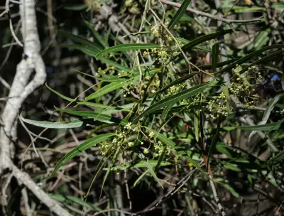 Nectandra falcifolia (Nees) J.A.Castigl. ex Mart.Crov. & Piccinini