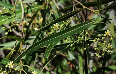 Nectandra falcifolia (Nees) J.A.Castigl. ex Mart.Crov. & Piccinini