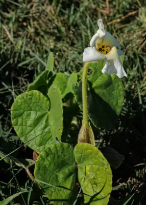 Craniolaria integrifolia Cham.