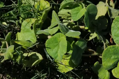 Craniolaria integrifolia Cham.