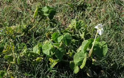 Craniolaria integrifolia Cham.
