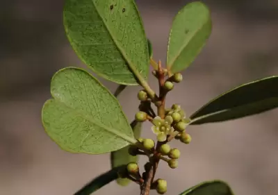 Chrysophyllum marginatum (Hook. & Arn.) Radlk.